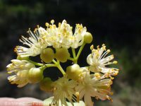 littleleaf linden (<em>Tilia cordata</em>)