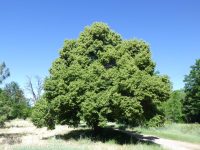 littleleaf linden (<em>Tilia cordata</em>)