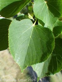 littleleaf linden (<em>Tilia cordata</em>)
