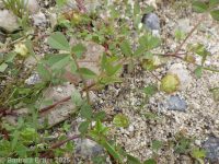 cup clover (<em>Trifolium cyathiferum</em>)