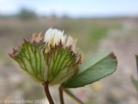 cup clover (<em>Trifolium cyathiferum</em>)