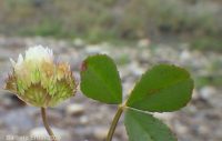 cup clover (<em>Trifolium cyathiferum</em>)