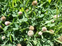 strawberry clover (<em>Trifolium fragiferum</em>)