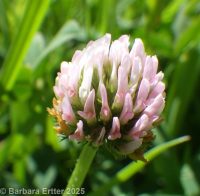 strawberry clover (<em>Trifolium fragiferum</em>)