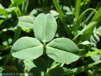 strawberry clover (<em>Trifolium fragiferum</em>)