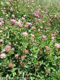 alsike clover (<em>Trifolium hybridum</em>)