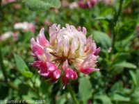 alsike clover (<em>Trifolium hybridum</em>)