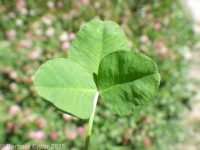 alsike clover (<em>Trifolium hybridum</em>)