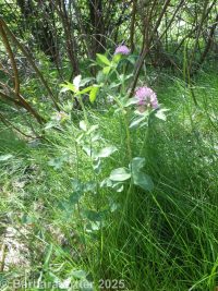 red clover (<em>Trifolium pratense</em>)