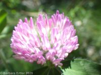 red clover (<em>Trifolium pratense</em>)