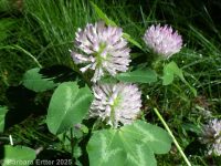 red clover (<em>Trifolium pratense</em>)