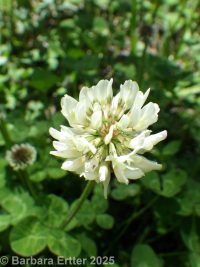 white clover (<em>Trifolium repens</em>)