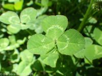 white clover (<em>Trifolium repens</em>)