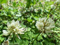 white clover (<em>Trifolium repens</em>)