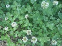 white clover (<em>Trifolium repens</em>)