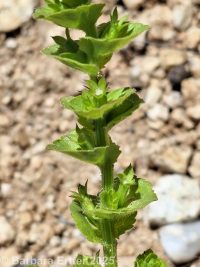Venus's looking-glass (<em>Triodanis perfoliata</em>)
