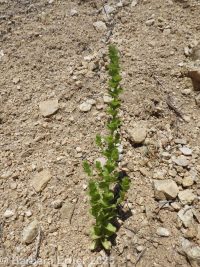 Venus's looking-glass (<em>Triodanis perfoliata</em>)