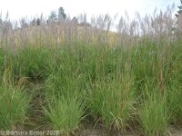 Ravenna grass, hardy pampasgrasss (<em>Tripidium ravennae</em>)