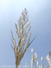 Ravenna grass, hardy pampasgrasss (<em>Tripidium ravennae</em>)