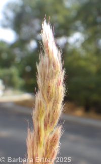 Ravenna grass, hardy pampasgrasss (<em>Tripidium ravennae</em>)