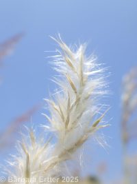 Ravenna grass, hardy pampasgrasss (<em>Tripidium ravennae</em>)