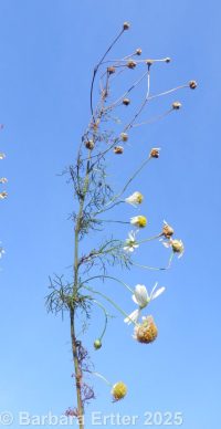 false or scentless mayweed (<em>Tripleurospermum inodorum</em>)