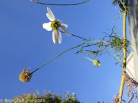 false or scentless mayweed (<em>Tripleurospermum inodorum</em>)