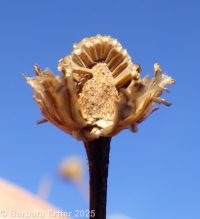 Tripleurospermum inodorum