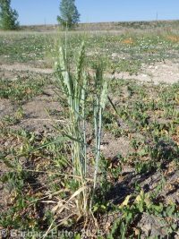 wheat (<em>Triticum aestivum</em>)