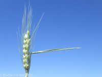 wheat (<em>Triticum aestivum</em>)