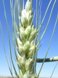 wheat (<em>Triticum aestivum</em>)