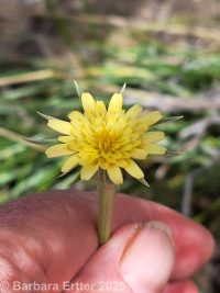 Lindley's silverpuffs (<em>Uropappus lindleyi</em>)
