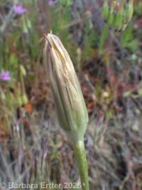 Lindley's silverpuffs (<em>Uropappus lindleyi</em>)
