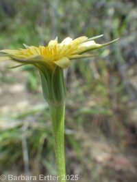 Lindley's silverpuffs (<em>Uropappus lindleyi</em>)