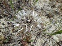 Lindley's silverpuffs (<em>Uropappus lindleyi</em>)