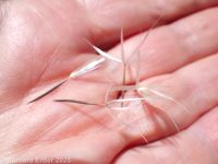 Lindley's silverpuffs (<em>Uropappus lindleyi</em>)