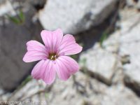cowcockle (<em>Vaccaria hispanica</em>)