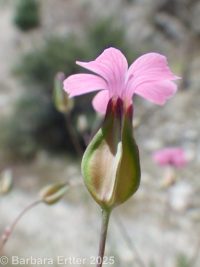 cowcockle (<em>Vaccaria hispanica</em>)