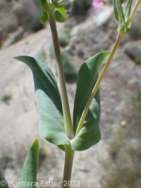 cowcockle (<em>Vaccaria hispanica</em>)