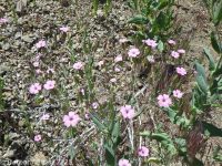 cowcockle (<em>Vaccaria hispanica</em>)