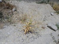 cowcockle (<em>Vaccaria hispanica</em>)