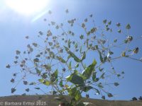 cowcockle (<em>Vaccaria hispanica</em>)