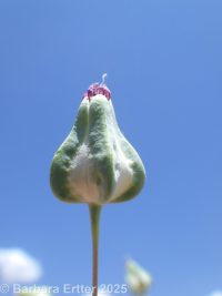 cowcockle (<em>Vaccaria hispanica</em>)