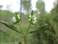corn-salad, lamb's-lettuce (<em>Valerianella locusta</em>)