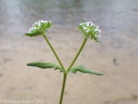 corn-salad, lamb's-lettuce (<em>Valerianella locusta</em>)