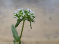 corn-salad, lamb's-lettuce (<em>Valerianella locusta</em>)