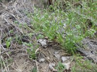corn-salad, lamb's-lettuce (<em>Valerianella locusta</em>)