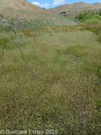 ventenata, North African wiregrass (<em>Ventenata dubia</em>)