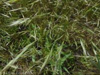 ventenata, North African wiregrass (<em>Ventenata dubia</em>)