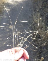 ventenata, North African wiregrass (<em>Ventenata dubia</em>)